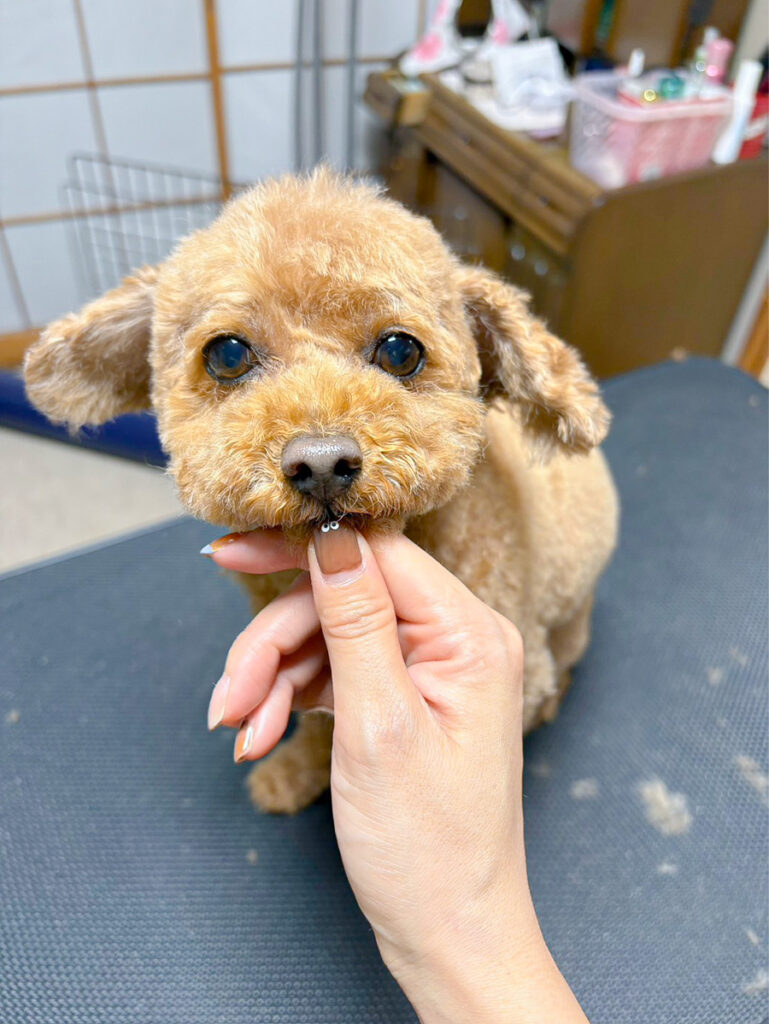 もこぐるみんについて